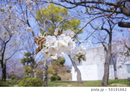兵庫県西宮市の越水浄水場の桜の通り抜け（2019年） 50191662