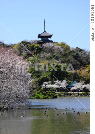 4月　横浜434満開の桜と三重塔・三渓園0 50191961