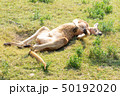 お昼寝カンガルー全身 50192020
