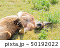 お昼寝カンガルー横向き 50192022