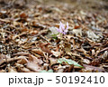 カタクリ 50192410