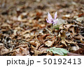 カタクリ 50192413
