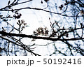 桜 50192416