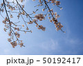 桜 50192417