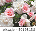 薔薇 薔薇 50193138