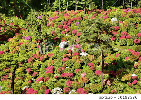 躑躅咲く塩船観音寺の躑躅園 50193536