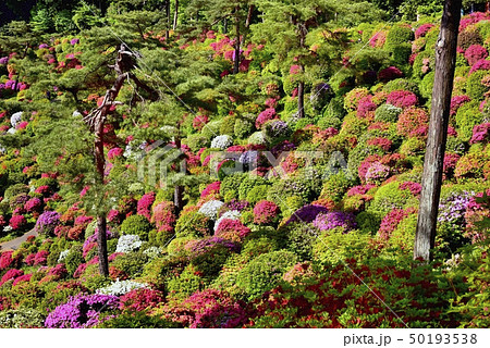 躑躅咲く塩船観音寺の躑躅園 躑躅咲く塩船観音寺の躑躅園 50193538
