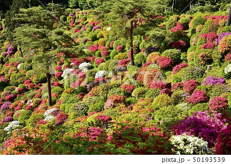 躑躅咲く塩船観音寺の躑躅園 躑躅咲く塩船観音寺の躑躅園 50193539