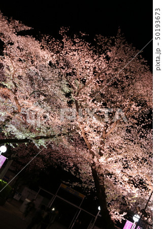 夜桜@豊島園① 夜桜@豊島園① 50193673