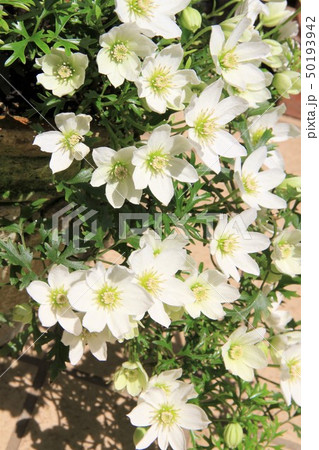 クレマチス 50193942
