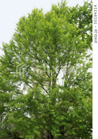 銀杏の木 50194314