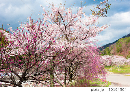 青空と花桃 青空と花桃 50194504