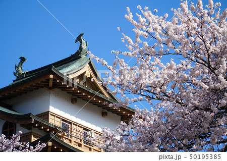 高島公園の桜 50195385