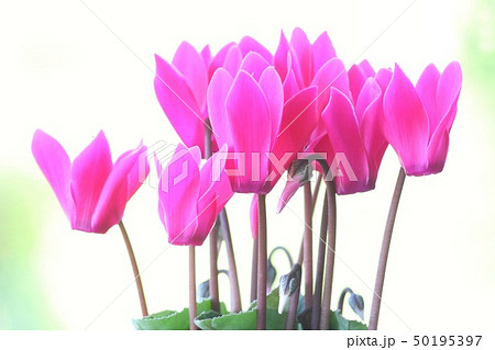 シクラメン ピンク色 花の写真素材