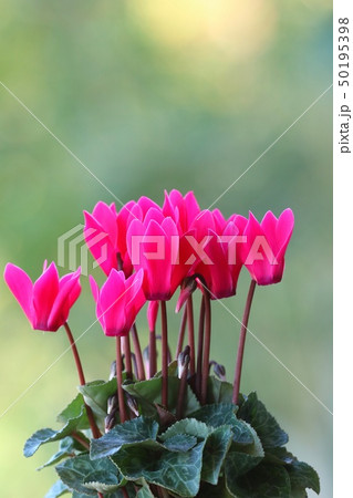 シクラメン　ピンク色　花 50195398