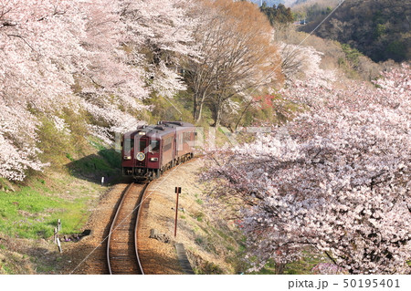 わたらせ渓谷鐵道「桜の花に包まれて」 50195401