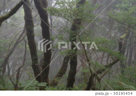 Fog in a tropical forest on Madeira island 50195454