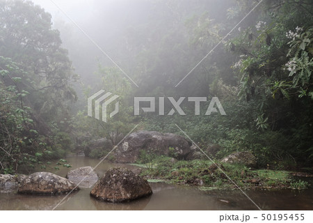 Nature scene of a fog in a forest Nature scene of a fog in a forest 50195455