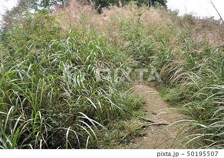 奥武蔵 棒ノ折山の白地平 50195507