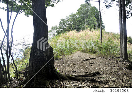 奥武蔵 棒ノ折山の白地平 50195508