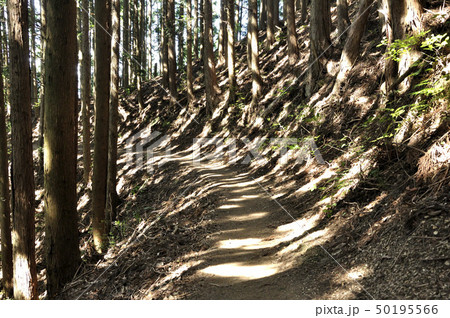 山道に点在する陽射し 50195566