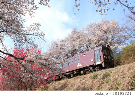 わたらせ渓谷鐵道「桜の花と列車を見上げて」 50195721