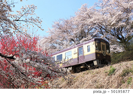 わたらせ渓谷鐵道「桜と花桃咲く沿線風景」青空背景に 50195877