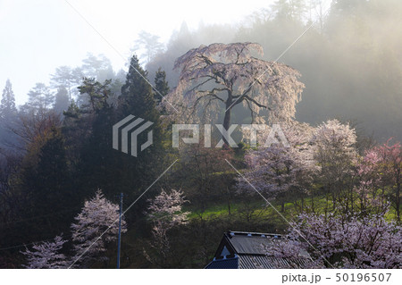 与一野のしだれ桜 50196507