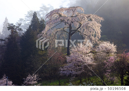 与一野のしだれ桜 与一野のしだれ桜 50196508