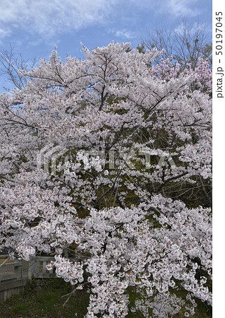 【滋賀県　彦根市】護国神社の桜 50197045