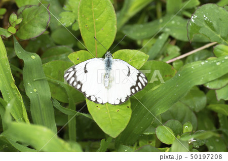 Paper kite butterfly, Idea leuconoe near Pune 50197208