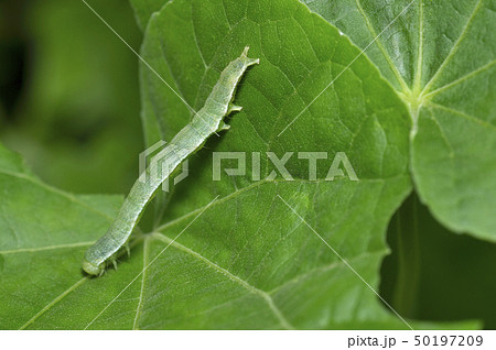Cabbage looper caterpillar close up near Pune 50197209