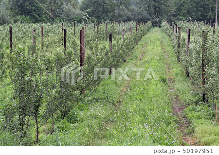 Fruits Trees in Row 50197951