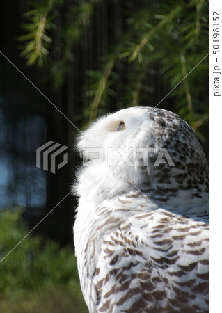 シロフクロウ　撮影許可・協力：よこはま動物園ズーラシア 50198152