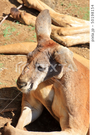 アカカンガルー　撮影許可・協力：よこはま動物園ズーラシア 50198154