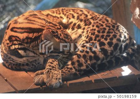 オセロット お昼寝中 撮影許可・協力:よこはま動物園ズーラシア オセロット お昼寝中 撮影許可・協力:よこはま動物園ズーラシア 50198159