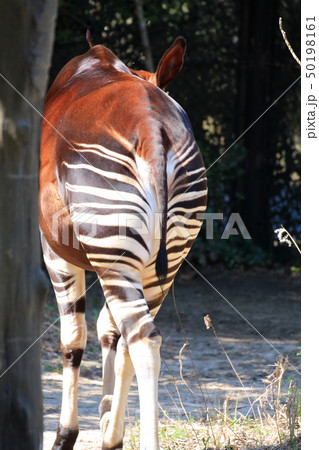 オカピのお尻　撮影許可・協力：よこはま動物園ズーラシア 50198161