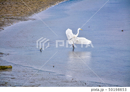 曽根干潟に遊ぶ野鳥【福岡県】 曽根干潟に遊ぶ野鳥【福岡県】 50198653