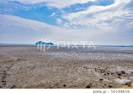 曽根干潟に遊ぶ野鳥【福岡県】 50198656