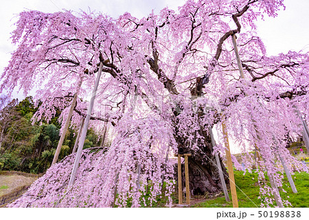 三春滝桜の写真素材 5019