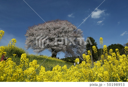 武雄市武内町馬場の山桜満開 武雄市武内町馬場の山桜満開 50198953