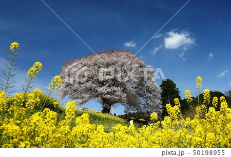 武雄市武内町馬場の山桜満開 武雄市武内町馬場の山桜満開 50198955