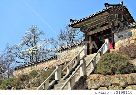 早春の花々に彩られた仏国寺境内【韓国・慶州】 50199110