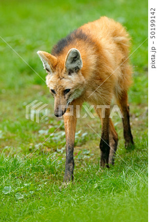Maned wolf, Chrysocyon brachyurus Maned wolf, Chrysocyon brachyurus 50199142
