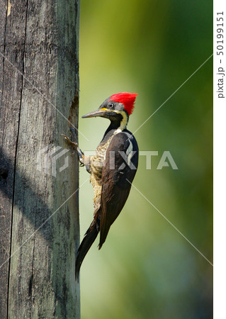 Woodpecker from Costa Rica, Lineated woodpecker Woodpecker from Costa Rica, Lineated woodpecker 50199151