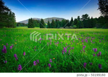 Krkonose mountain, flowered meadow in the spring 50199160