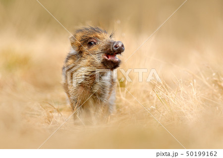 Cute animal in forest. Portrait of wild pig 50199162