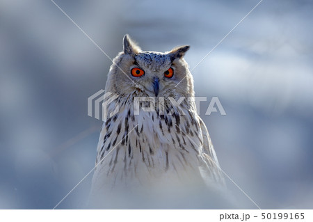 Eastern Siberian Eagle Owl, Bubo bubo sibiricus 50199165