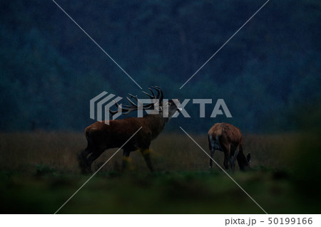 Rutting season, night photo in rain. Red deer stag Rutting season, night photo in rain. Red deer stag 50199166