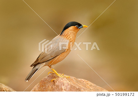 Wildlife India. Brahminy myna or brahminy starling 50199172